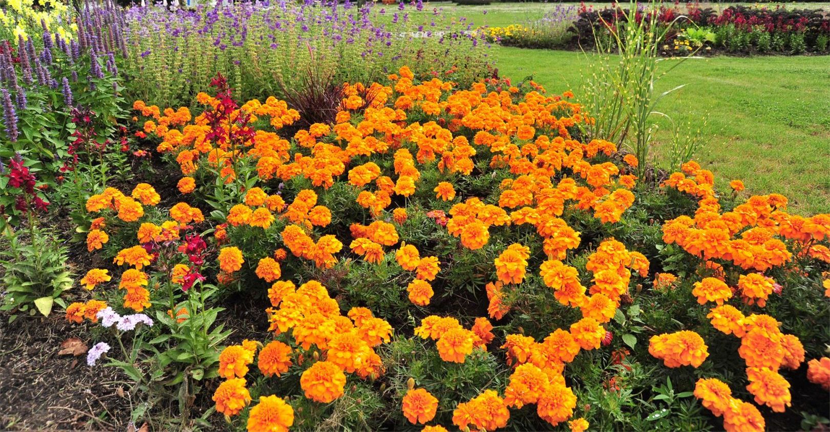 Blumenwiese Blumenwiese